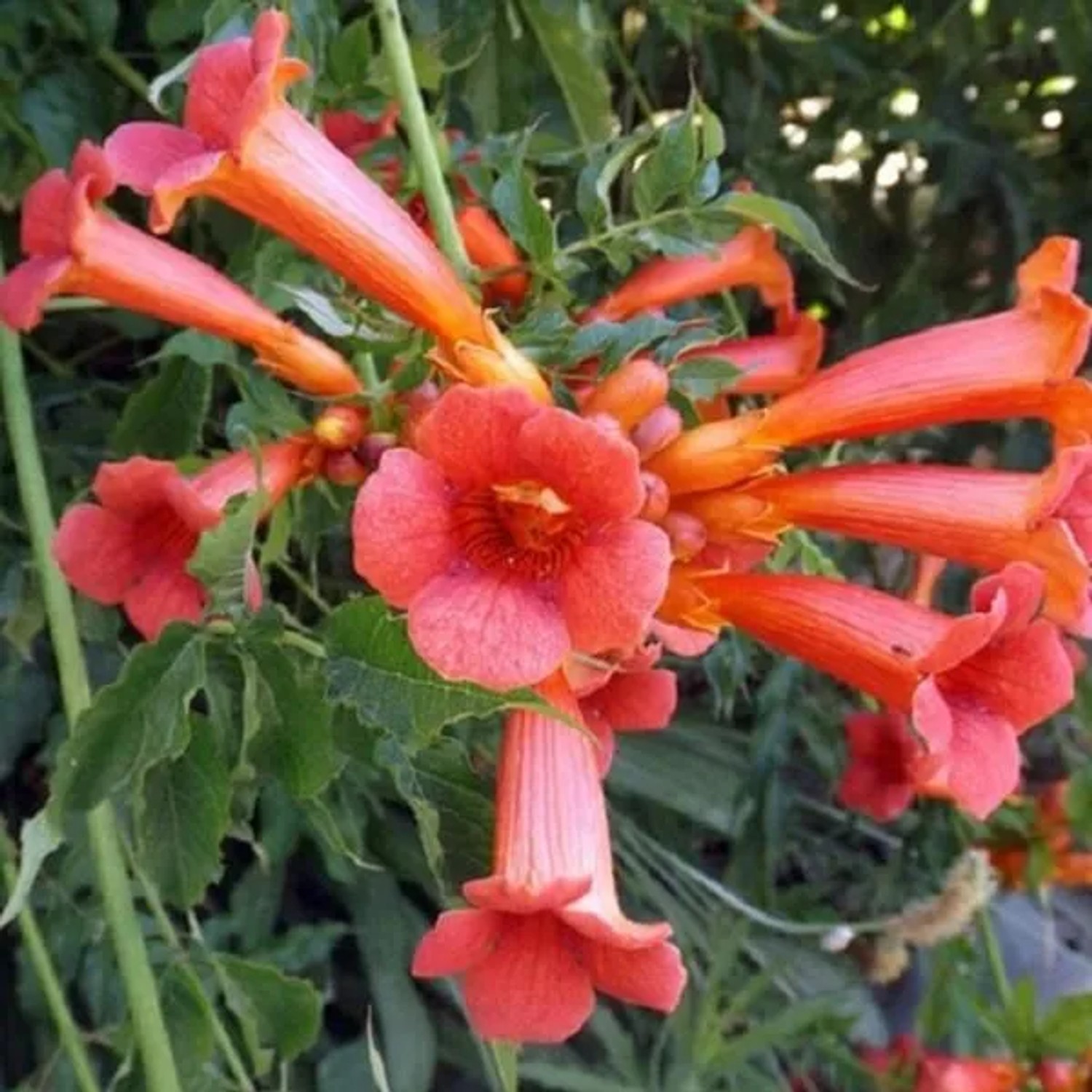 arborix Kletter-Trompetenblume 'Madame Galen' Campsis Tagliabuana 50 Bis 60 Cm Im Container Für Geschützte Standorte