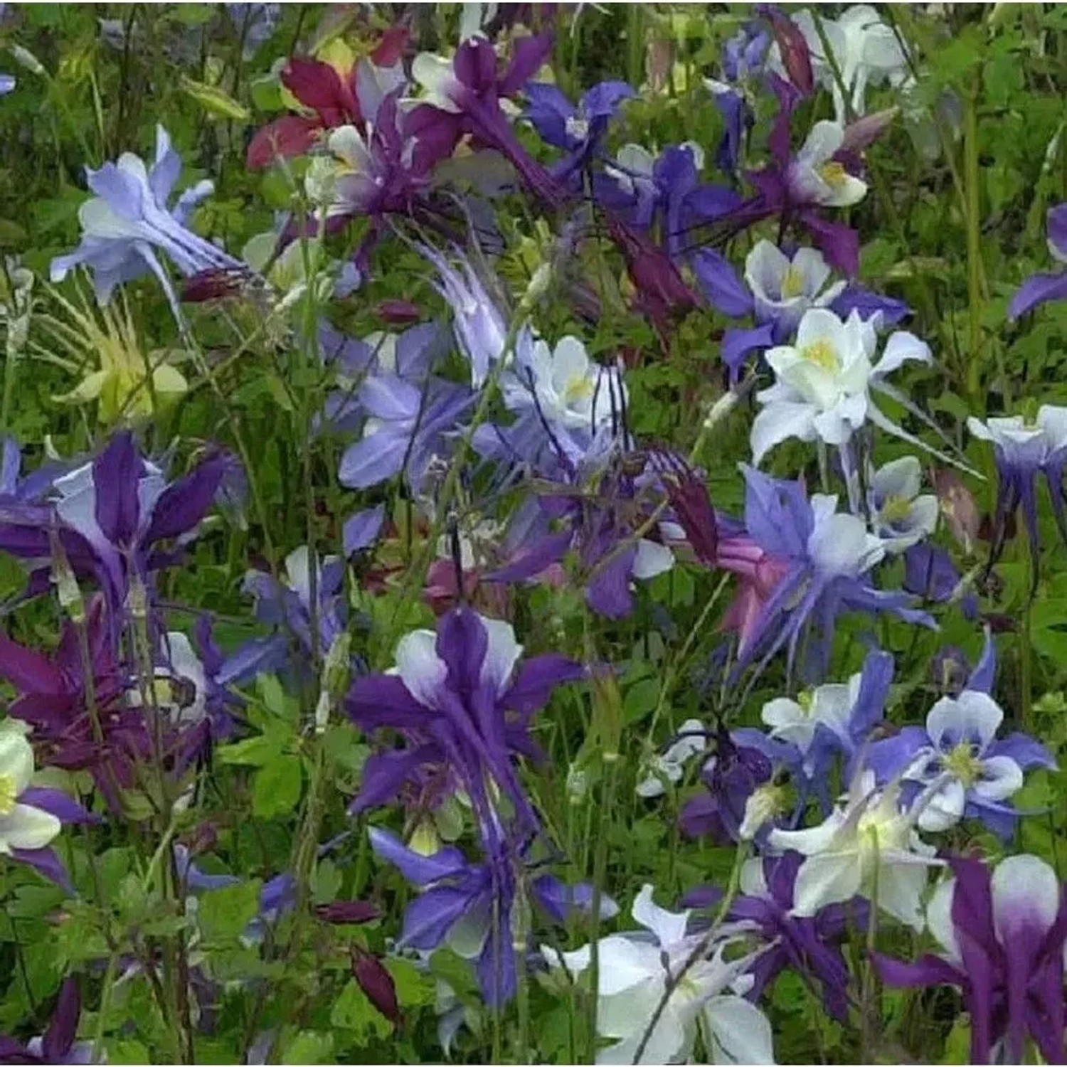 Blühende, langspornige Akelei (Aquilegia caerulea) in verschiedenen Farben im Garten.