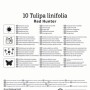 Verpackung Kiepenkerl Wildtulpe Tulipa batalinii Red Hunter mit Infos zu Standort und Eigenschaften.