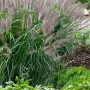 Detailaufnahme von Lampenputzergras 'Moudry' mit schwarzvioletten Blütenähren im Garten.