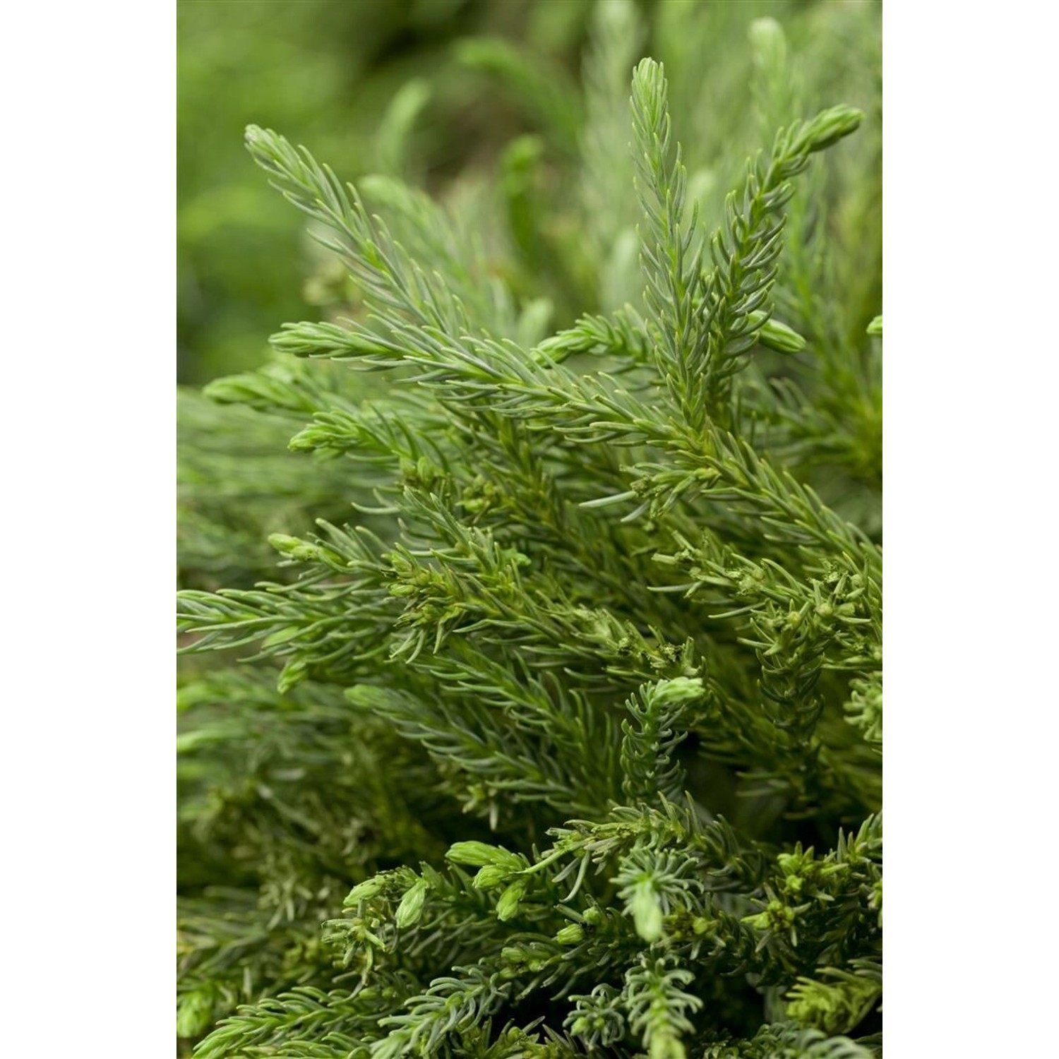 Cryptomeria Japonica Dinger Japanische Sicheltanne 15–20 cm günstig online kaufen