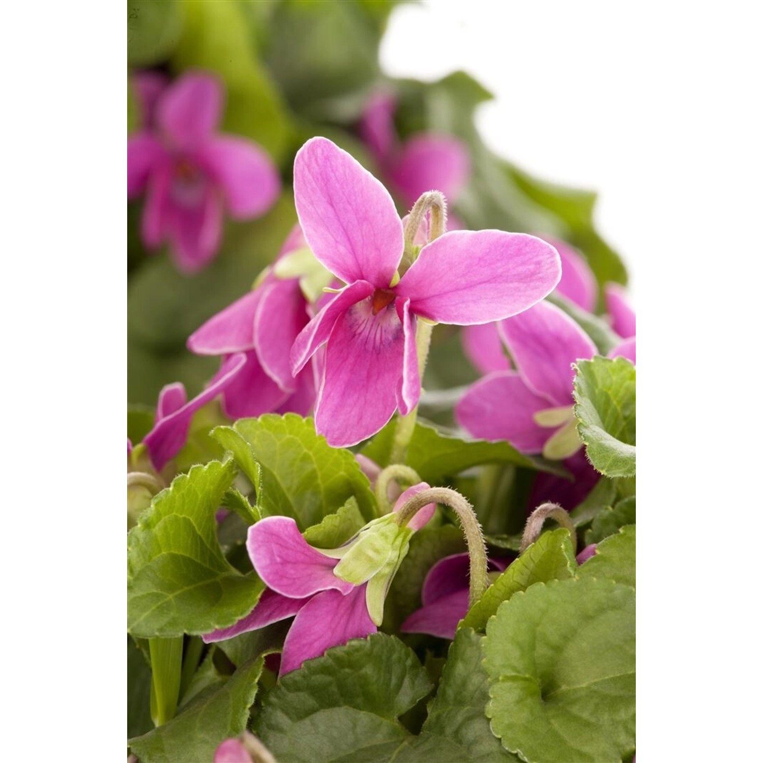Viola Odorata Duftveilchen Ca. 9x9 cm Topf günstig online kaufen
