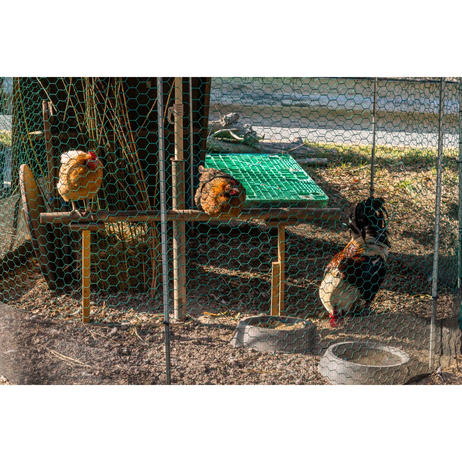 SPEACOUR Maschendraht 50cm X 5m - Verzinkter Hasendraht Für Kleintiere Und Gartenschutz