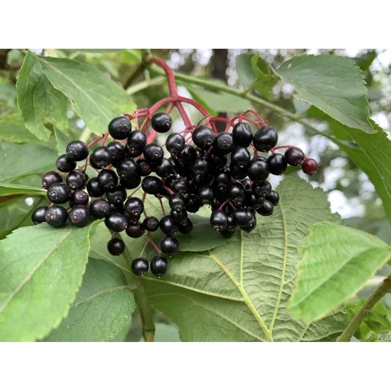 Schwarzer Holunder mit reifen, dunklen Beeren und grünen Blättern als Topfpflanze.