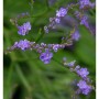 Nahaufnahme der zarten, blauen Blüten des Meerlavendel 'Blauer Diamant'.