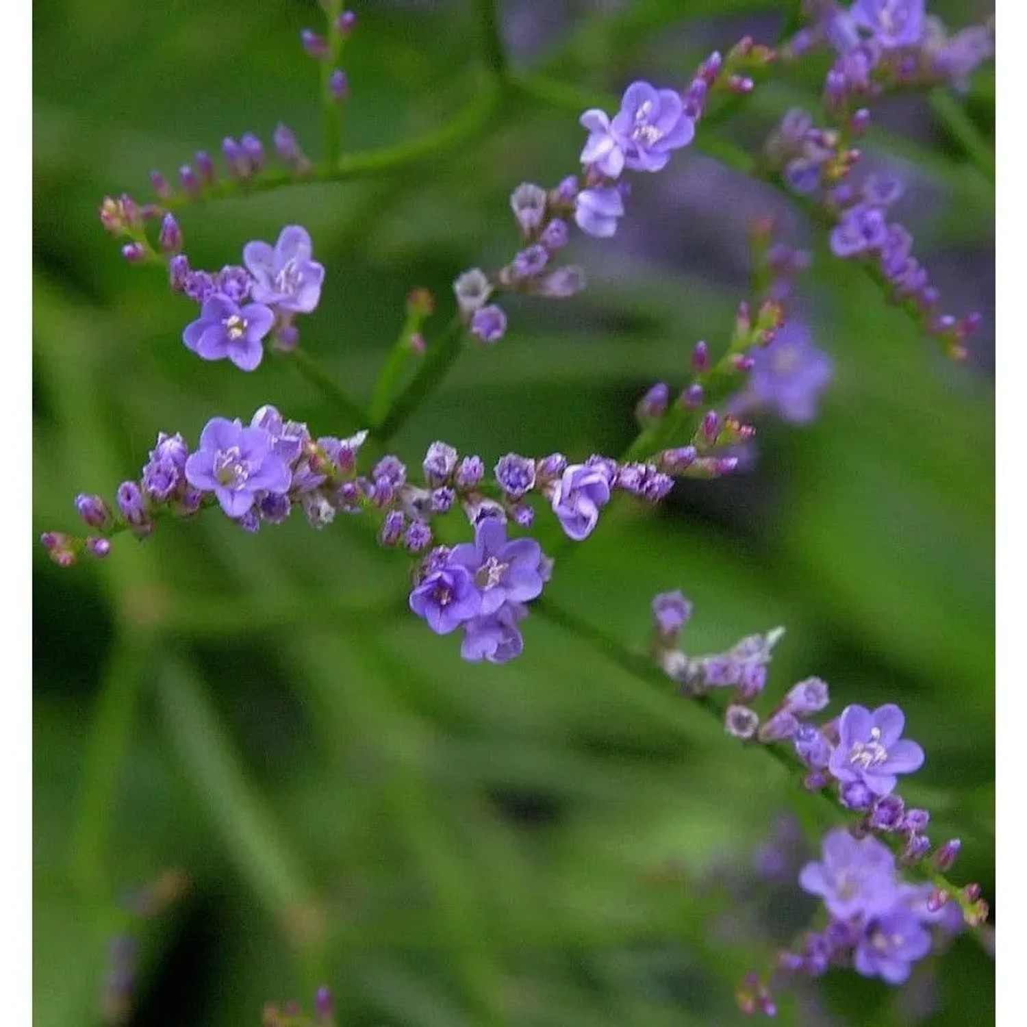 Nahaufnahme der zarten, blauen Blüten des Meerlavendel 'Blauer Diamant'.