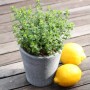 Afrikanisches Zitronenkraut im Topf (ca. 12 cm) mit Zitronen, Satureja biflora.