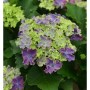 Bauernhortensie Curly Sparkle Blue Purple mit gefransten Blüten in Grün und Lila. Dichter Blütenstand des Strauchs.