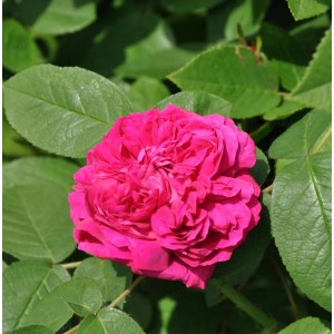 Nahaufnahme einer pinkfarbenen, historischen Rose 'Rose de Resht' mit grünen Blättern.