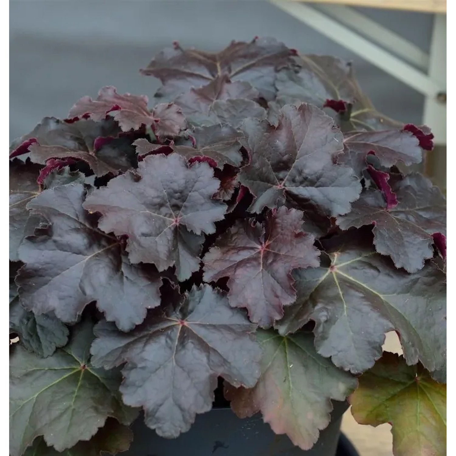 Silberglöckchen Starry Night - großer Topf - Heuchera cultorum