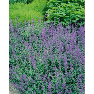 Blühende Katzenminze 'Dropmore' (Nepeta X Faassenii) im 9x9 cm Topf. Blaue Blüten, grüne Blätter.