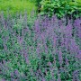 Blühende Katzenminze 'Dropmore' (Nepeta X Faassenii) im 9x9 cm Topf. Blaue Blüten, grüne Blätter.