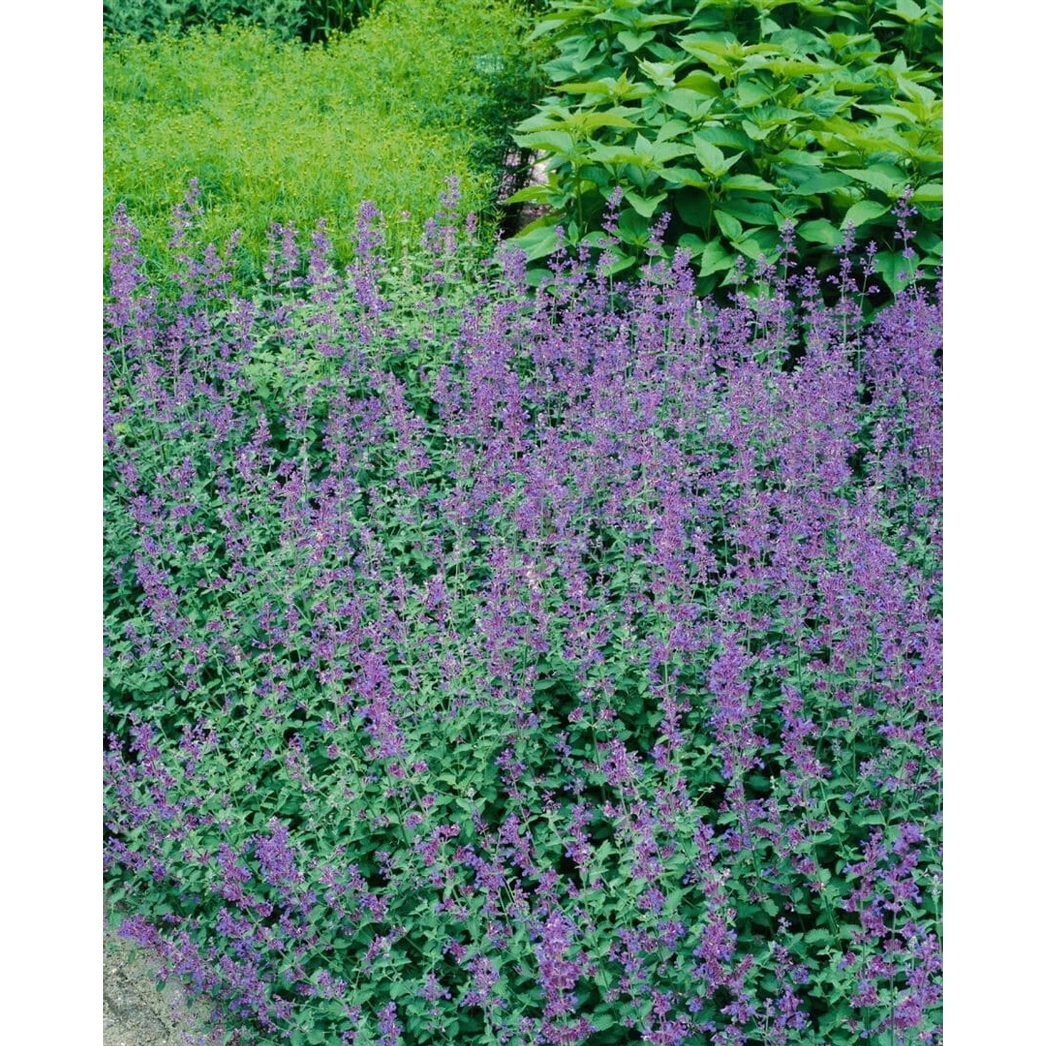 Nepeta X Faassenii Dropmore Katzenminze Ca. 9x9 cm Topf günstig online kaufen