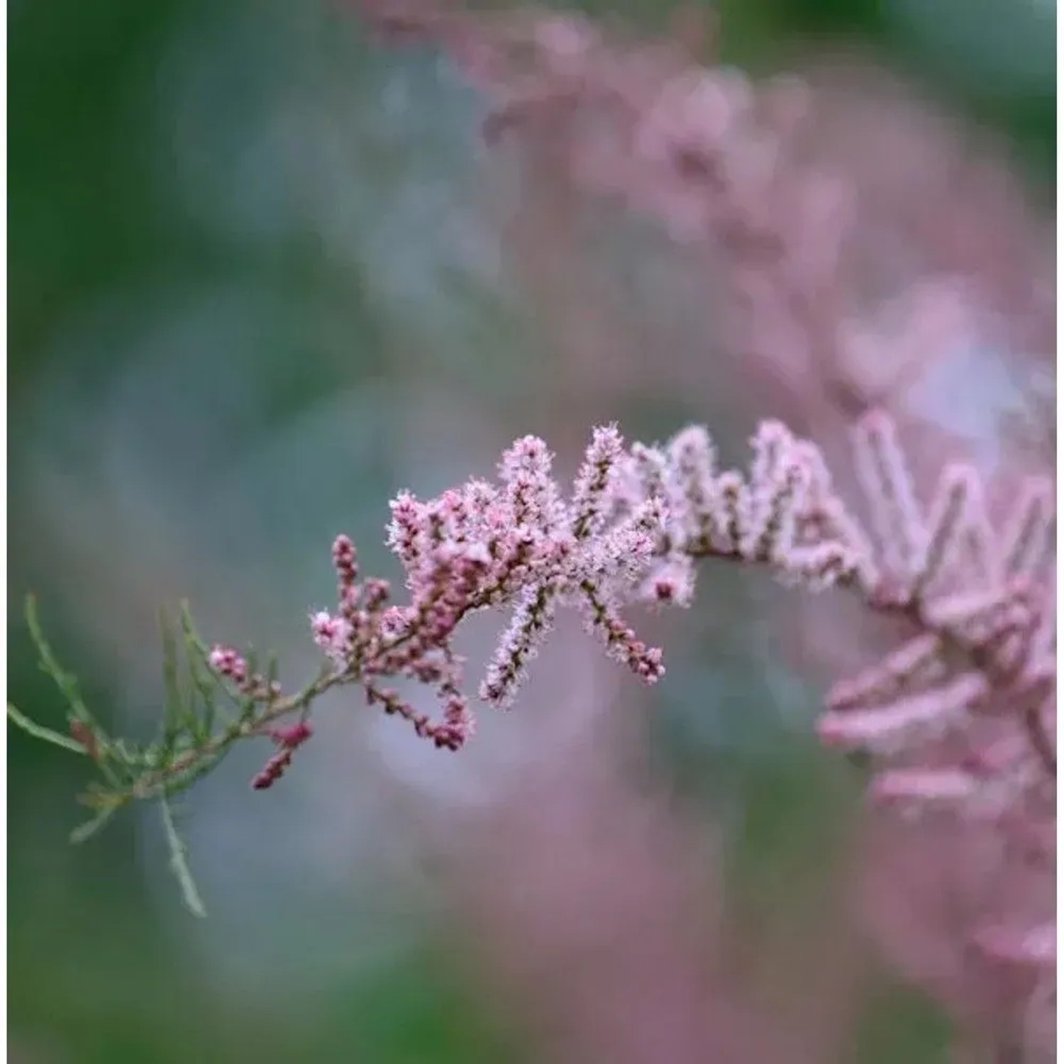 Viermännige Tamariske 60-80cm - Tamarix tetrandra