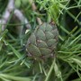 Nahaufnahme: Zapfen der Europäischen Lärche 'Puli' mit grünen Nadeln. Hausbaum für den Garten.