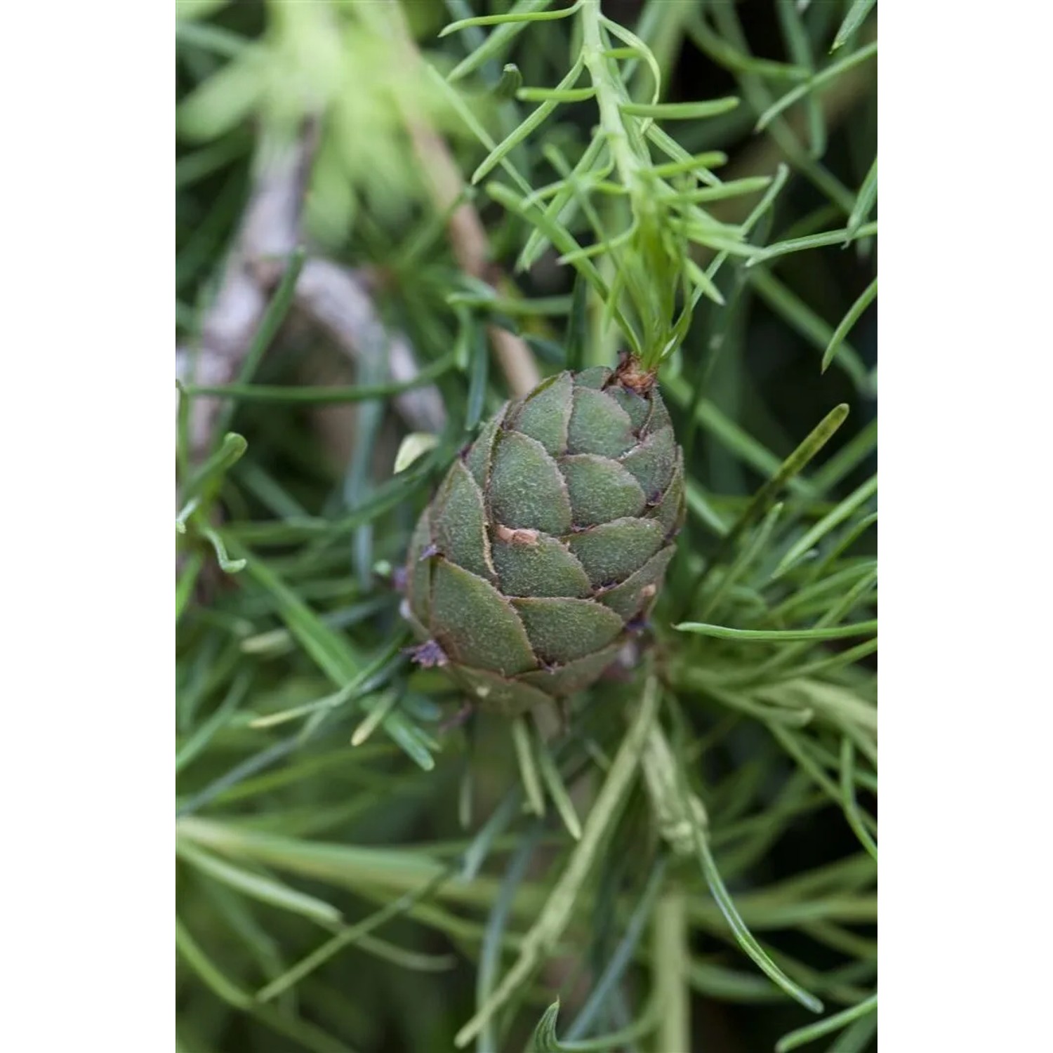 Nahaufnahme: Zapfen der Europäischen Lärche 'Puli' mit grünen Nadeln. Hausbaum für den Garten.