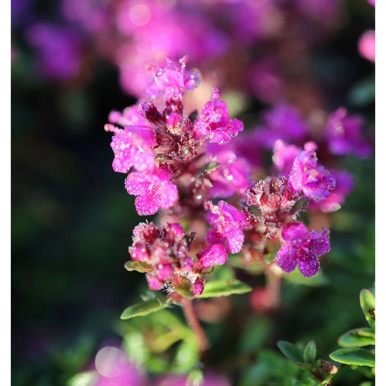 Zitronenquendel Atropurpurea - Thymus serpyllum günstig online kaufen