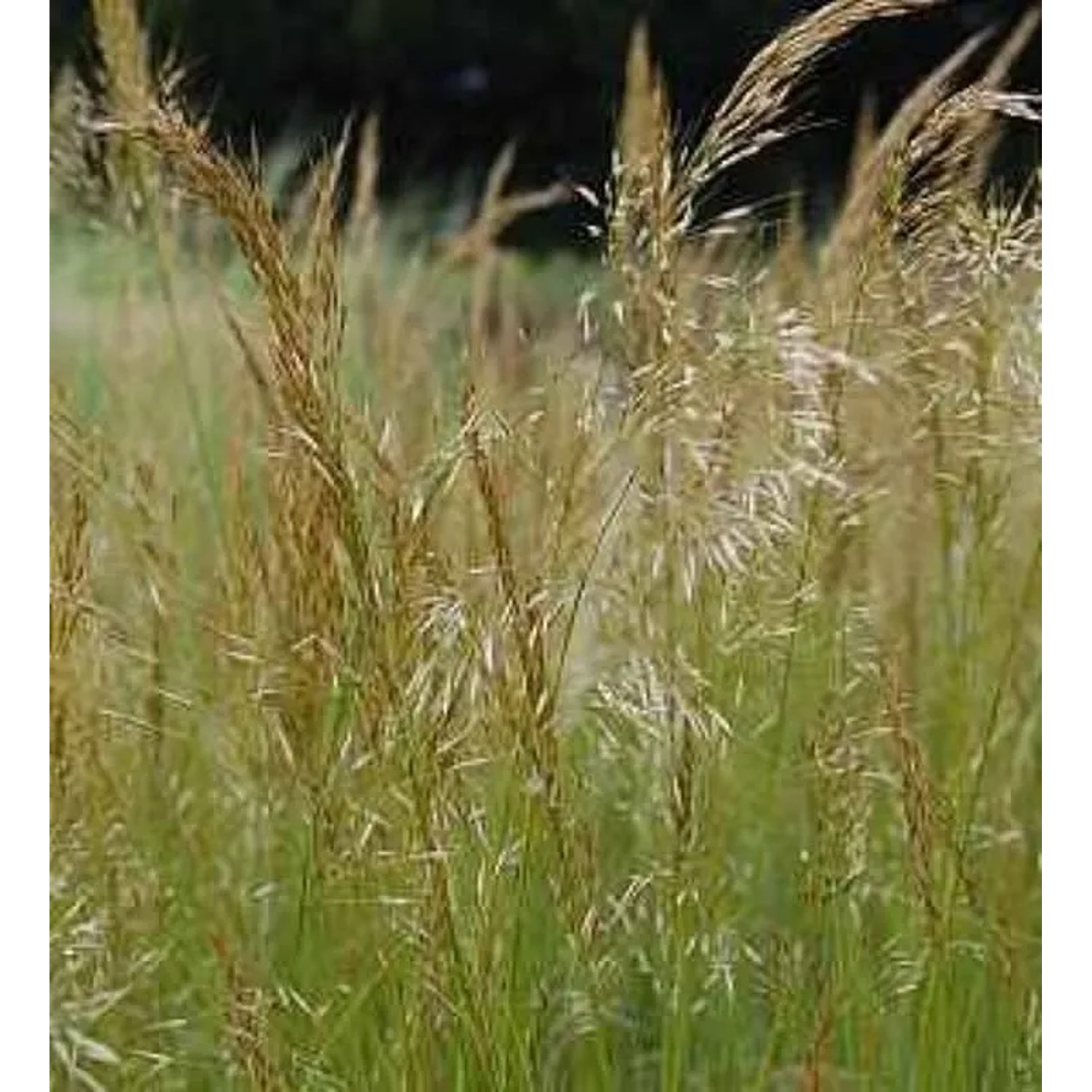 Silberährengras Allgäu - Achnatherum calamagrostis