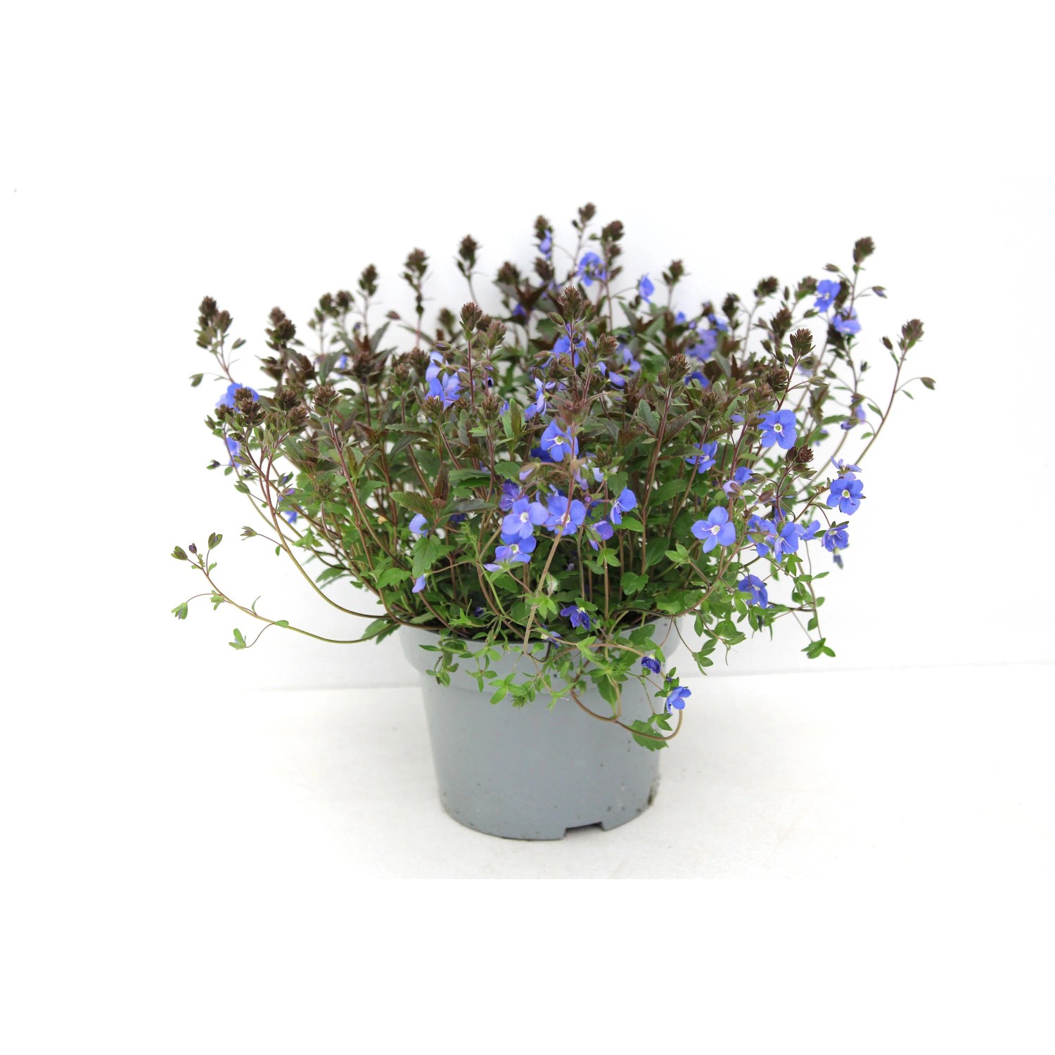 GROW BY OBI Ehrenpreis Veronica pen. T13