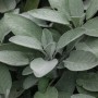 Nahaufnahme von Salvia Officinalis 'Würzburg' (Echter Salbei) im 9x9 cm Topf.