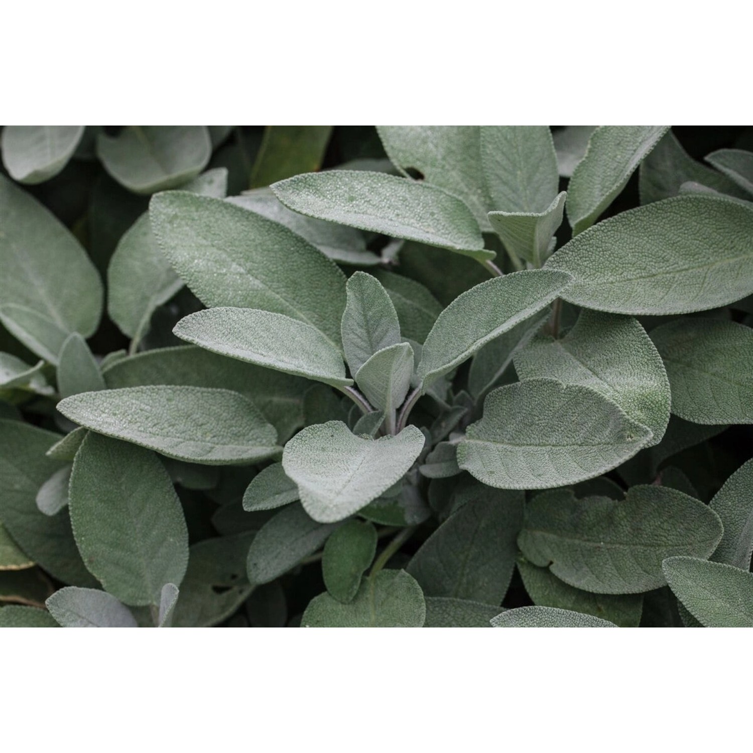 Salvia Officinalis Würzburg Echter Salbei Ca. 9x9 cm Topf günstig online kaufen