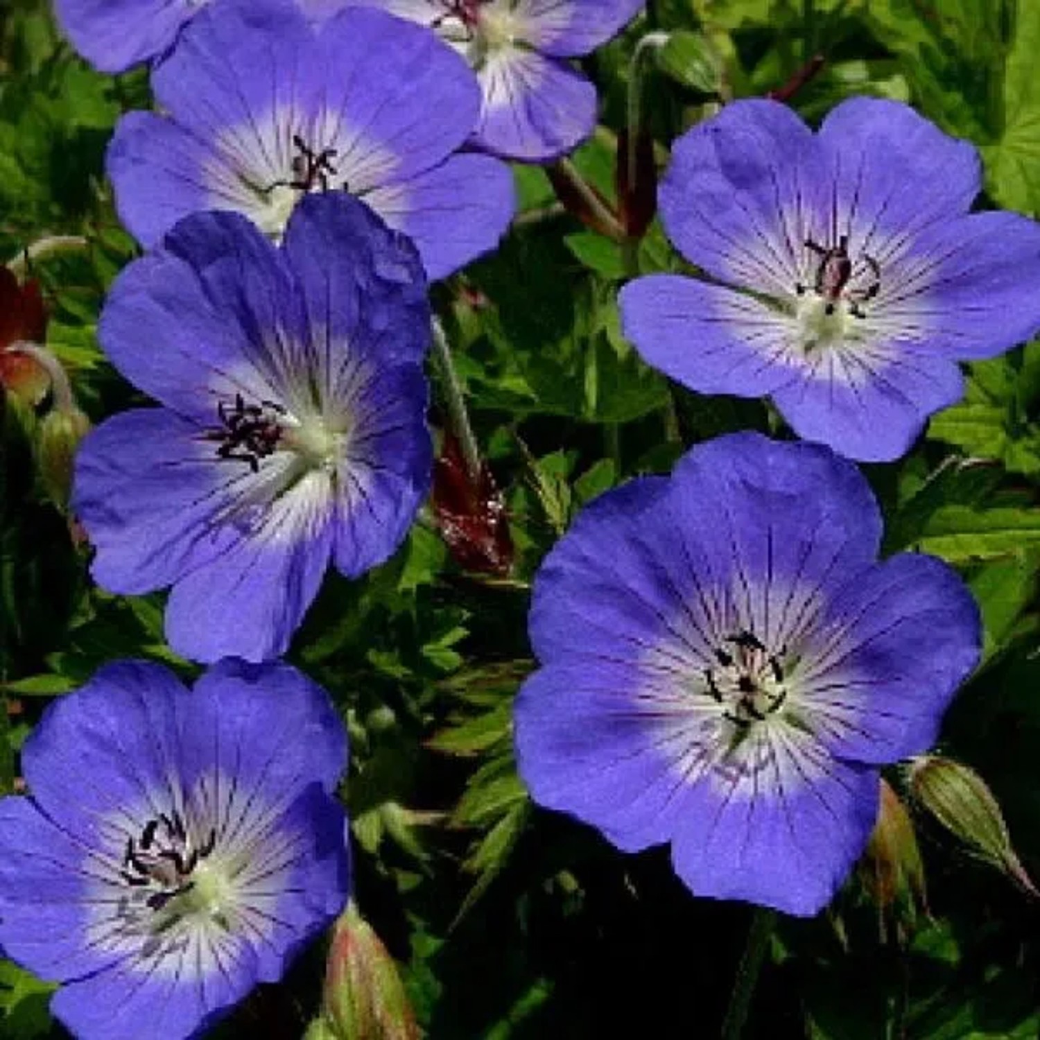 6 x Storchschnabel 'Jolly Bee' Geranium Topf 9cm Blauweiße Blüten