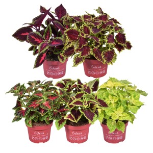 Verschiedene GROW by OBI Coleus-Buntnessel Pflanzen mit bunten Blättern in Töpfen.