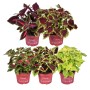 Verschiedene GROW by OBI Coleus-Buntnessel Pflanzen mit bunten Blättern in Töpfen.