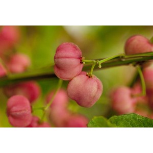 Nahaufnahme: Rosa Früchte des Euonymus Korkspindelstrauchs am Zweig.