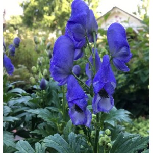 Herbst Eisenhut - Aconitum carmichaelii
