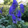 Blauer Herbst Eisenhut (Aconitum carmichaelii) als Gartenstaude im Detail.