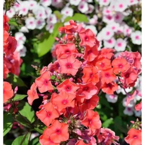 Große Garten-Flammenblume Orange - Phlox Paniculata