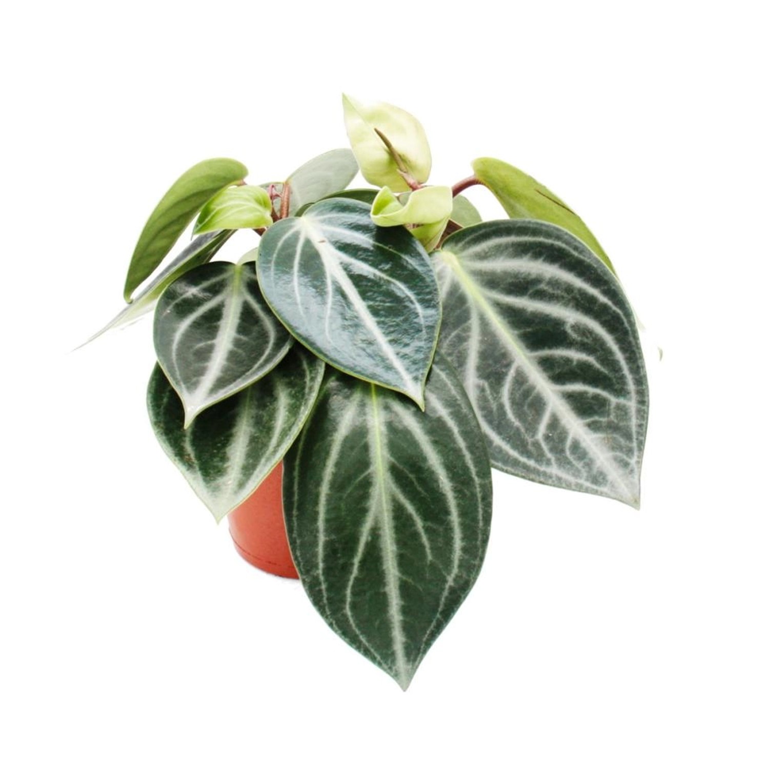 Exotenherz Peperomia Sarcophylla Zwergpfeffer im 15cm Topf günstig online kaufen