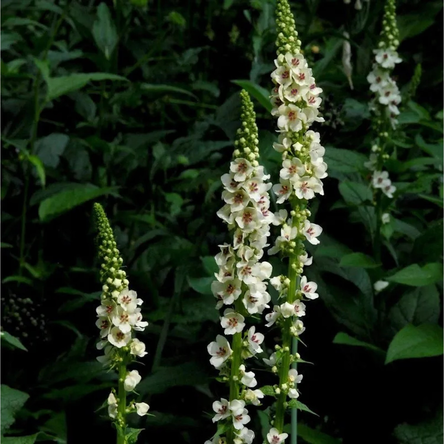 Königskerze White Domino - Verbascum cultorum