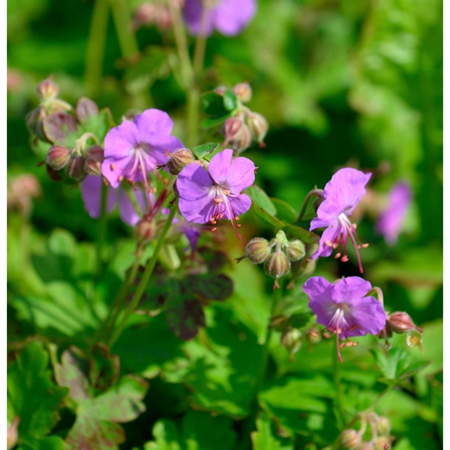 Storchenschnabel Cambridge - Geranium cantabrigiense günstig online kaufen