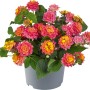 Wandelröschen Mix im Topf, zweifarbige Blüten in Pink, Orange und Gelb. Stehpflanze für Kübel und Garten.