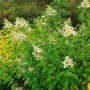 Rispenhortensie 'Kyushu' (80-100cm) mit weißen Blüten im Garten.