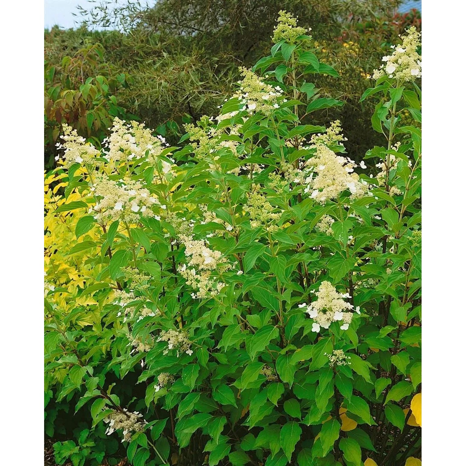 Rispenhortensie 'Kyushu' (80-100cm) mit weißen Blüten im Garten.