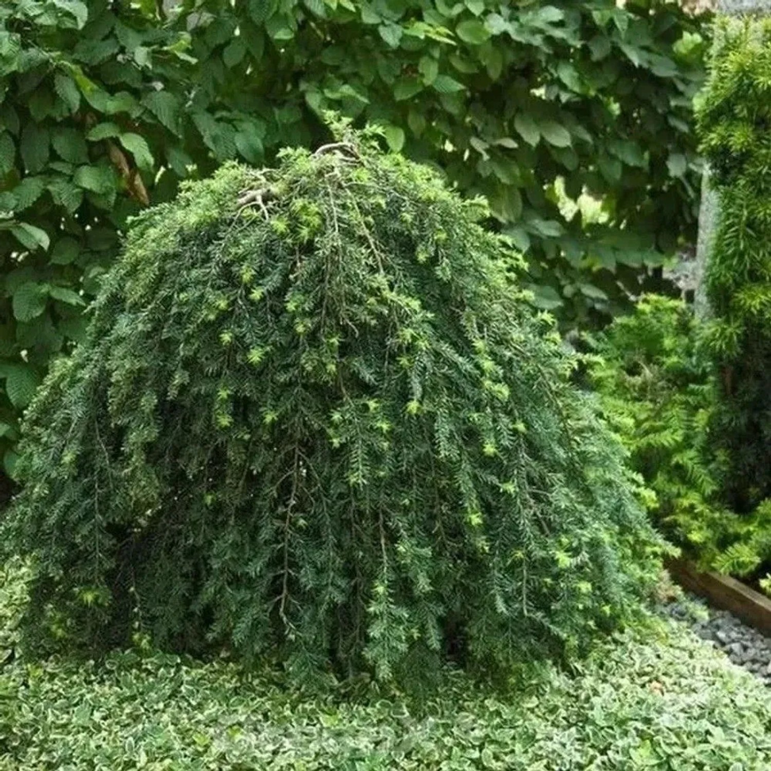 Hängende Kanadische Hemlocktanne 60-80cm - Tsuga canadensis
