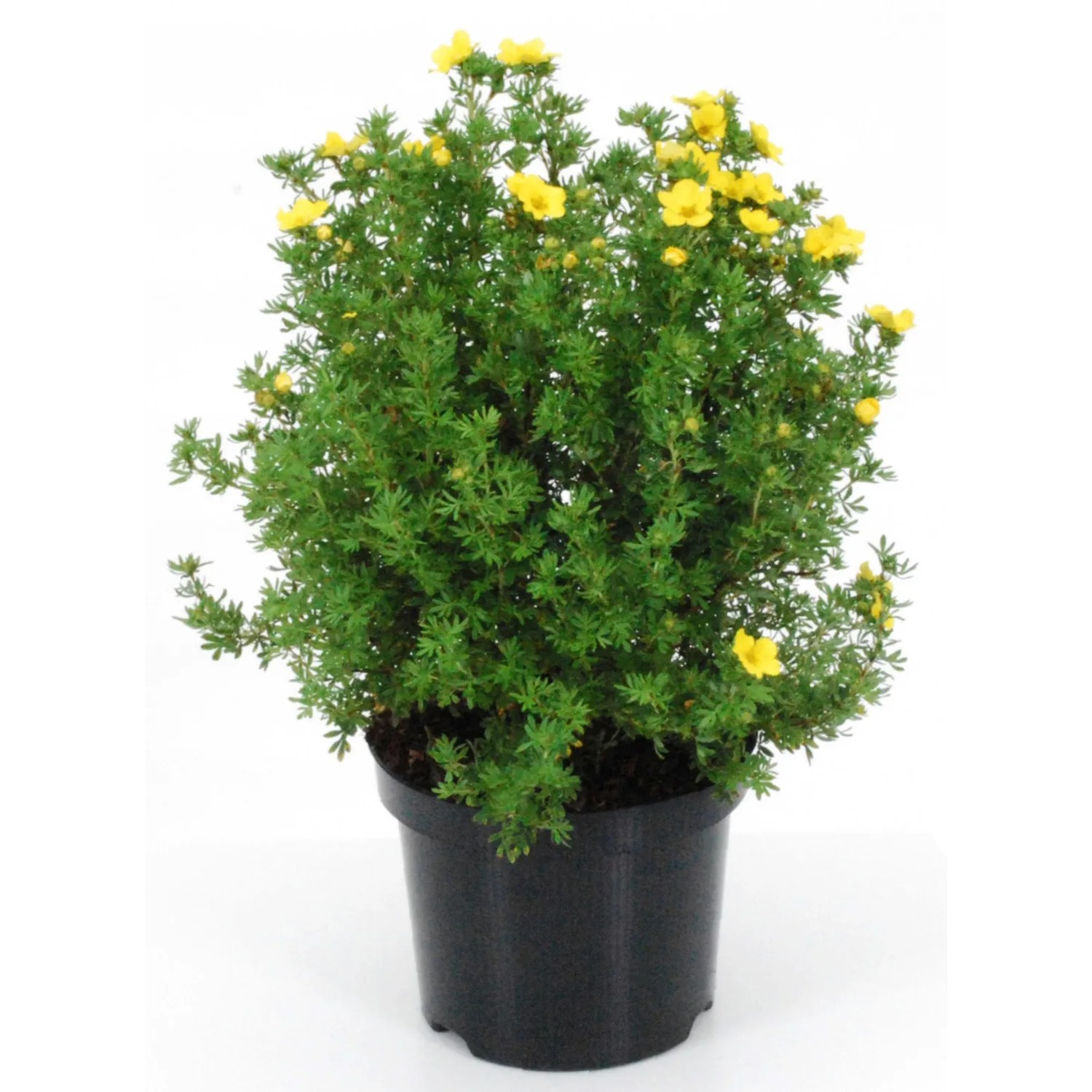 GROW by OBI Fünffingerstrauch "Dakota Sunspot" H 30-40cm Topf 4,5l Potentilla