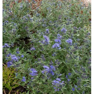 Blühende Bartblume 'Kew Blue' (Caryopteris clandonensis) mit blauen Blüten im Garten.