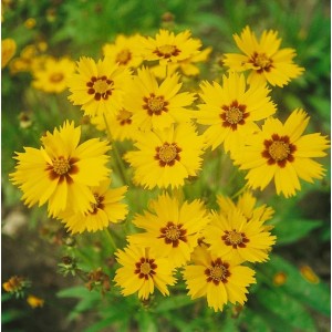 Leuchtend gelbe Coreopsis Lanceolata 'Walter' (Mädchenauge) im 9x9 cm Topf.