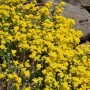 Felsen-Steinkraut - Aurinia saxatile