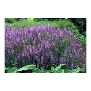 Blühender Ziersalbei 'Caradonna' (Salvia nemorosa) mit violetten Blüten im Garten.