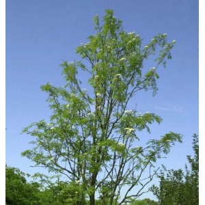 Blühende Palmwedel-Eberesche 'Chinese Lace' (Sorbus aucuparia) vor blauem Himmel.