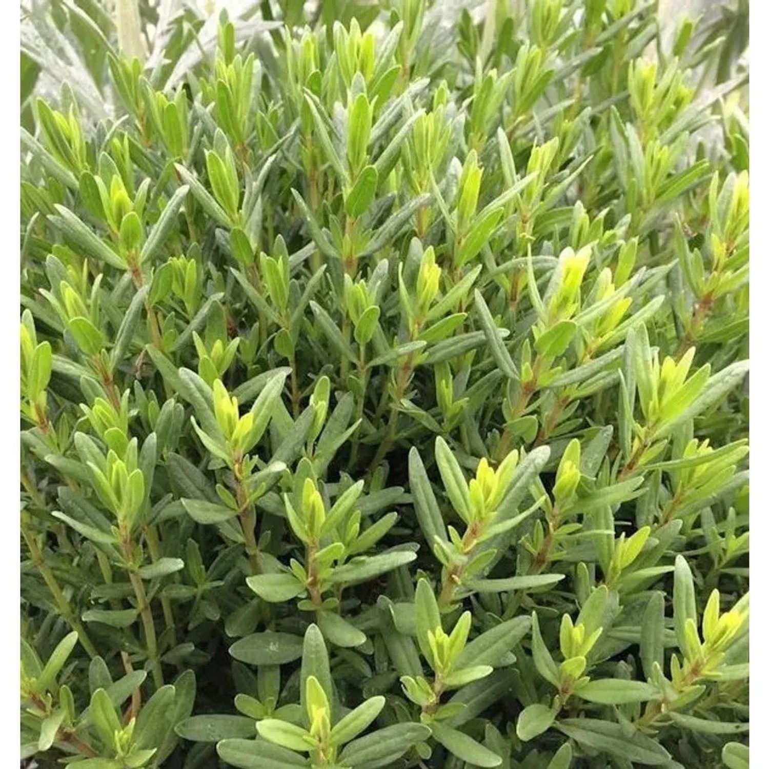 weißer Ysop - Hyssopus officinalis
