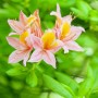 Gelber Rhododendron Luteum Josephine Klinger mit zarten, gelb-rosa Blüten vor grünem Hintergrund.