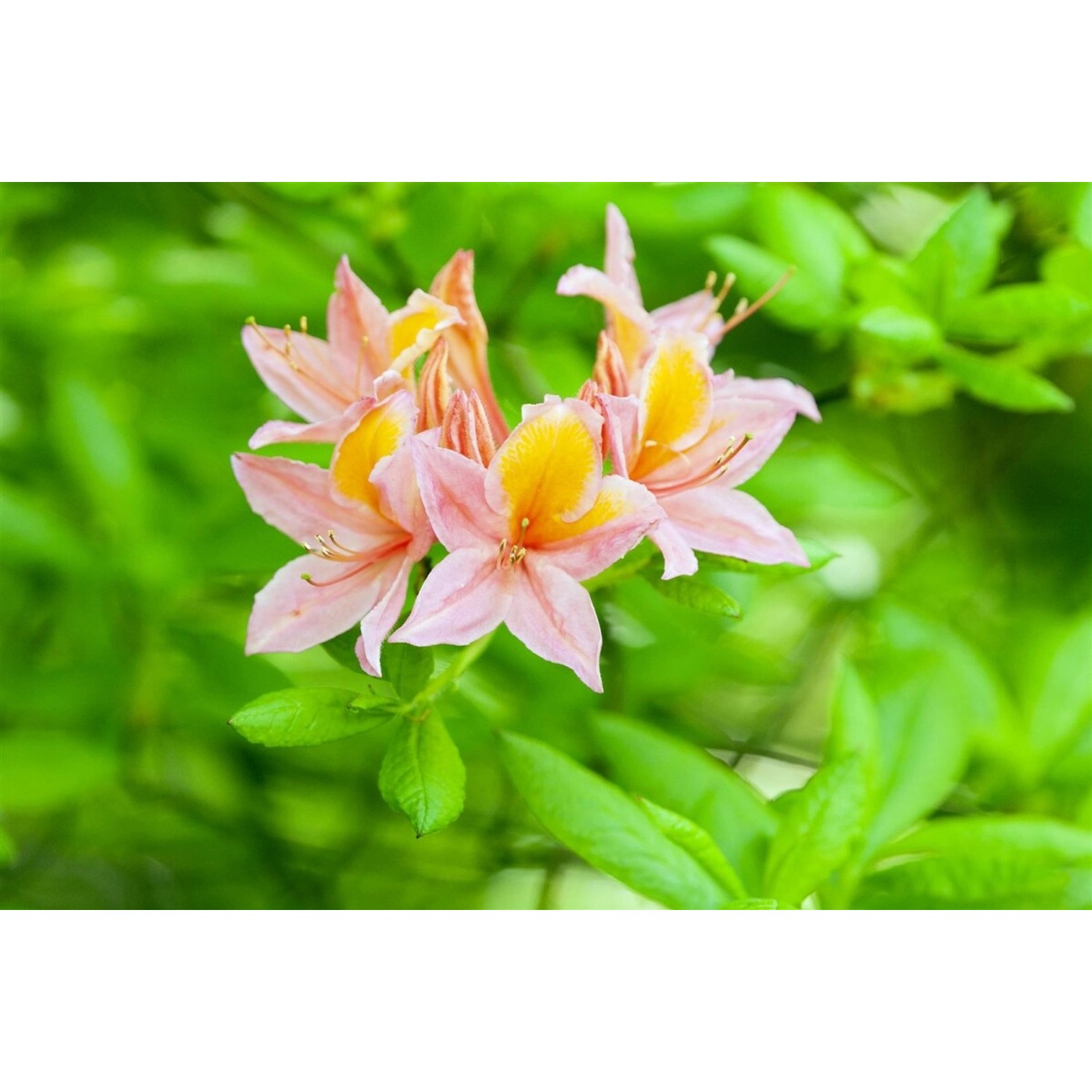 Rhododendron Luteum Josephine Klinger Gelb 40–50 cm günstig online kaufen