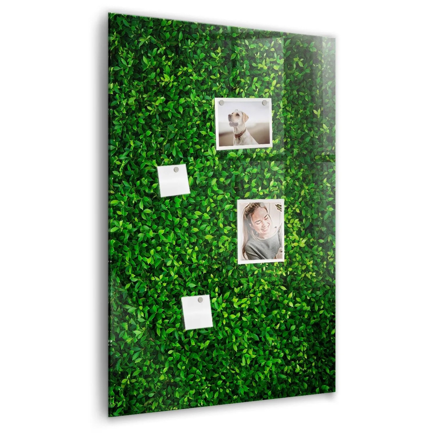 Tulup Magnettafel Beschreibbar Blätter Der Zaunpflanze 60x90 cm Magnettafel Küche Glas Weißer Marker Glastafel Magnetisc...