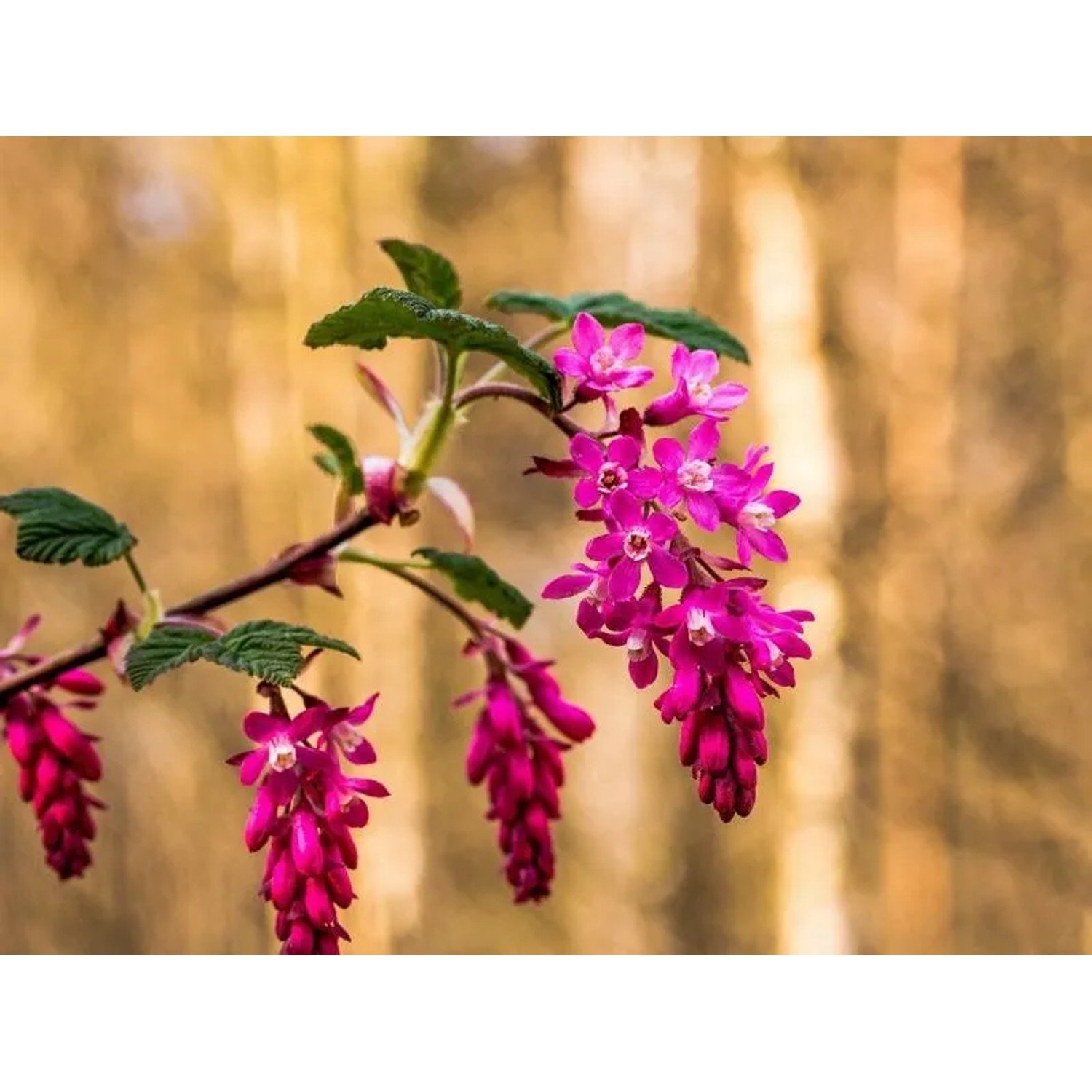 Blutjohannisbeere mit roten Blüten als Topfpflanze im Detail.